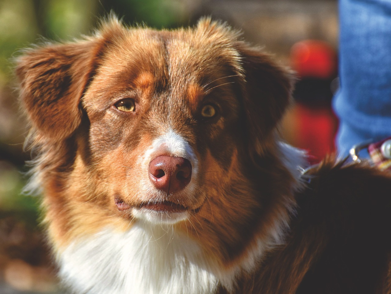 Understanding the Role of Probiotics for Pet Digestion